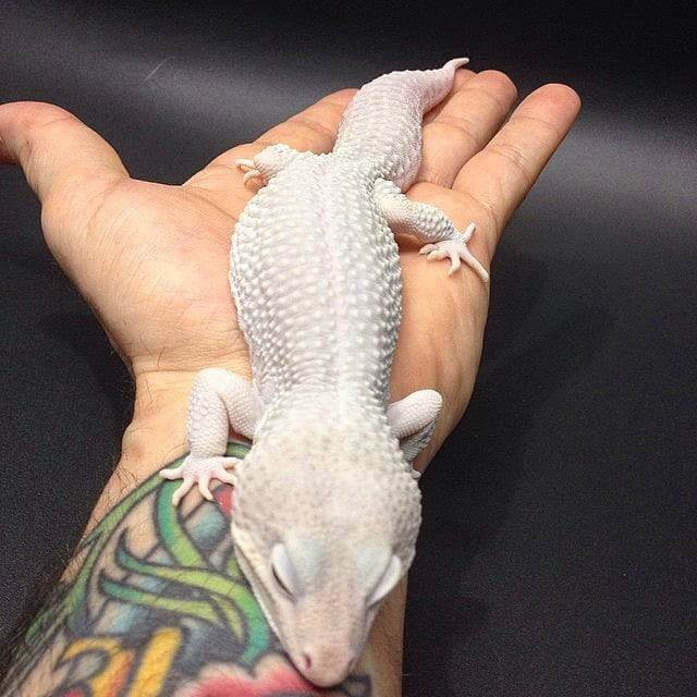 Ein Leopardgecko Giant Blizzard auf der Hand des Züchter