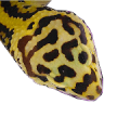 Leopardgecko Online Leopardgecko Züchter Reptilienzüchter seit 1976. Eigene Eublepharis macularius in vielen Farbvarianten aus eigener Zucht. Ihr Leopardgecko Online Team